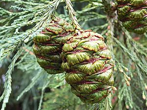 GreenSeedConesSequoiadendronGiganteum