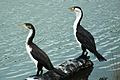 Immature and adult pied shags (Phalacrocorax varius)