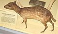 Javan Chevrotain (Harvard University)