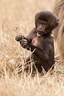 Juvenile Gelada gct