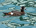 Juvenile Paradise Shelduck (8233194183)