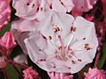 Kalmia latifolia1