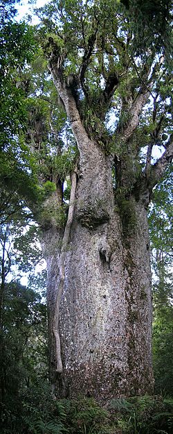 Kauri Te Matua Ngahere.jpg