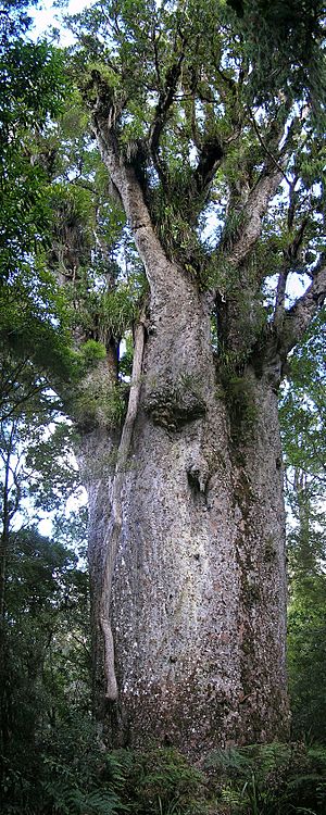 Kauri Te Matua Ngahere