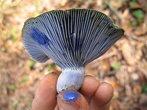 Lactarius indigo 7283