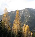 Larix occidentalis Navaho Ridge