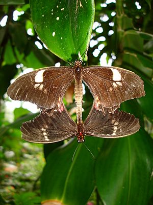 Mating butterflies