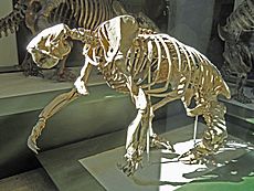 Megalonyx wheatleyi - AMNH - DSC06327