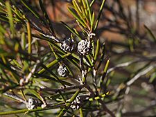 Melaleuca interioris (fruit)