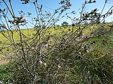 Melaleuca orbicularis habit