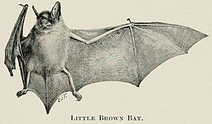 Myotis lucifugus illustration