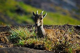 Nilgiri Tahr 1