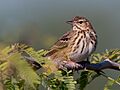 Oriental Tree Pipit