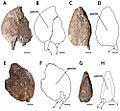 Ornithocheirus MANCH L10832