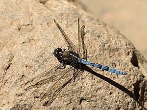 Orthetrum chrysostigma LC0207.jpg