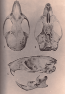 Oryzomys antillarum Ray.png