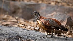 Painted Spurfowl.jpg