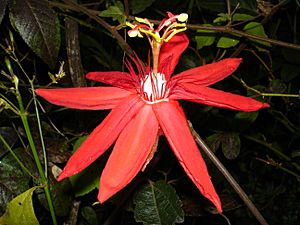 Passiflora vitifolia-Folio