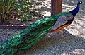 Peacock walking