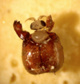 Phorid fly emerging from host