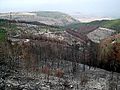 PikiWiki Israel 4484 Birya Forest