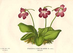 Pinguicula caudata print