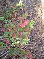 PoisonOak wb smallerLeaves