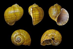 Pomacea canaliculata 01.JPG