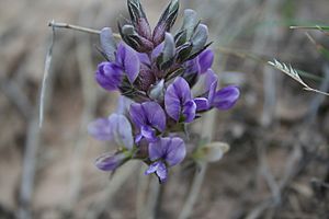 Prairie turnip, Badlands National Park.JPG