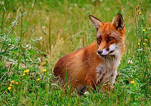 Rød ræv (Vulpes vulpes)