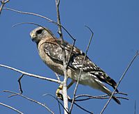 Red-shouldered Hawk2