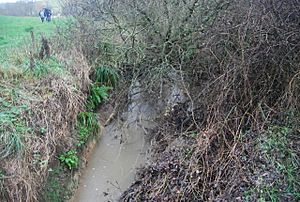 River Simene near Symondsbury