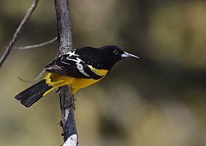 Scott's Oriole (33206326043).jpg