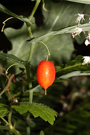 Streptopus amplexifolius 0503