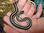 Thamnophis proximus