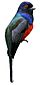 Trogon surrucura brazil white background.jpg