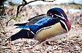 Wood Duck, Central Park