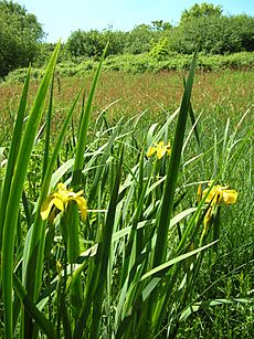 Yellow Flag at Fremington LNR