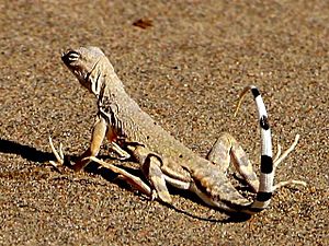 ZebraTailed-Lizard-640px.jpg