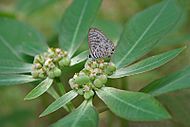 Zebra Blue (Leptotes plinius) on Euphorbia heterophylla (Painted Euphorbia) W2 IMG 9734