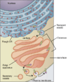 0314 Golgi Apparatus a en