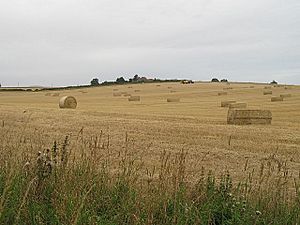 A variety of bales, Spottmuir - geograph.org.uk - 937505