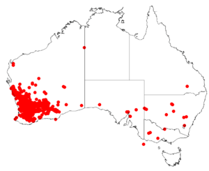 Acacia acuminataDistMap15.png