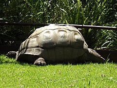 Aldabra Giant Tortoise at Melbourne Zoo