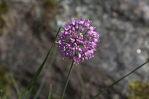 Allium komarovianum GotBot 2015 001.jpg