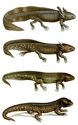 Ambystoma mavortium