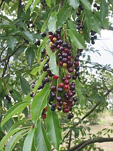 Amerikaanse vogelkers bessen Prunus serotina