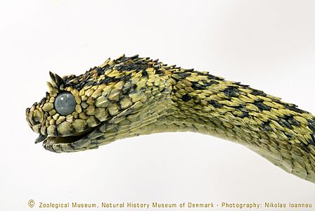 Atheris ceratophora Werner, 1896 3314773076 2