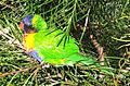 Aus Rainbow Lorikeet cropped