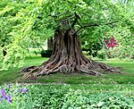 Bailey arboretum tree.jpg